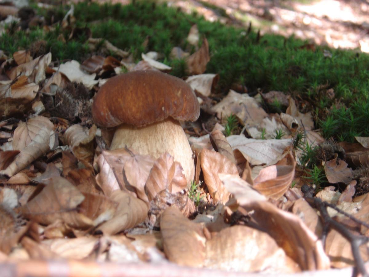 Rezydencja Nad Jeziorem Pestkownica 外观 照片